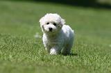 BICHON FRISE 577